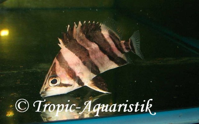 Coius_microlepis
