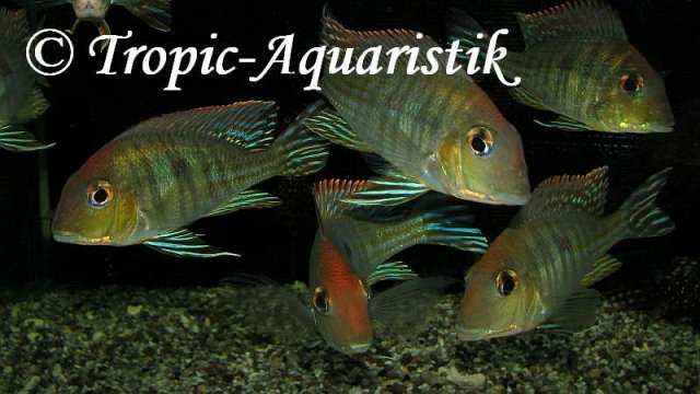 Geophagus_sp_002E__tapajos_red_head_1