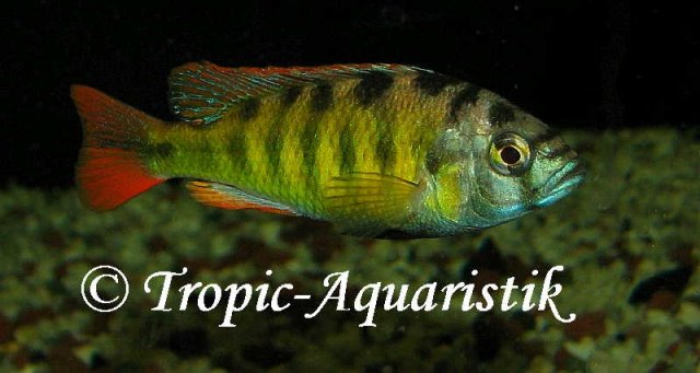 Haplochromis_sp_002E__CH44