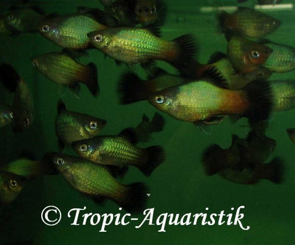 Xiphophorus_maculatus,_rainbow_wagtail