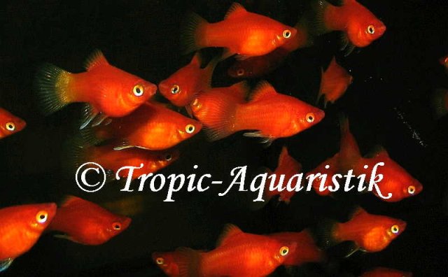 Xiphophorus_maculatus,_red_coral