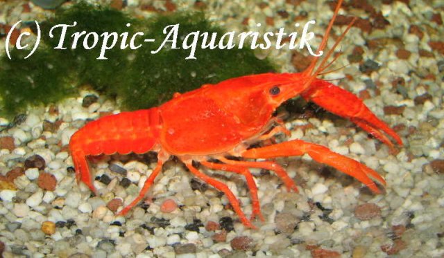 Procambarus_clarkii,_orange